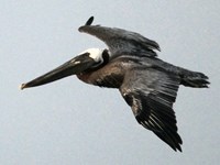 Flying Pelican (click to enlarge)